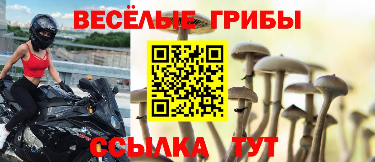 Псилоцибиновые грибы Psilocybe Тихвин